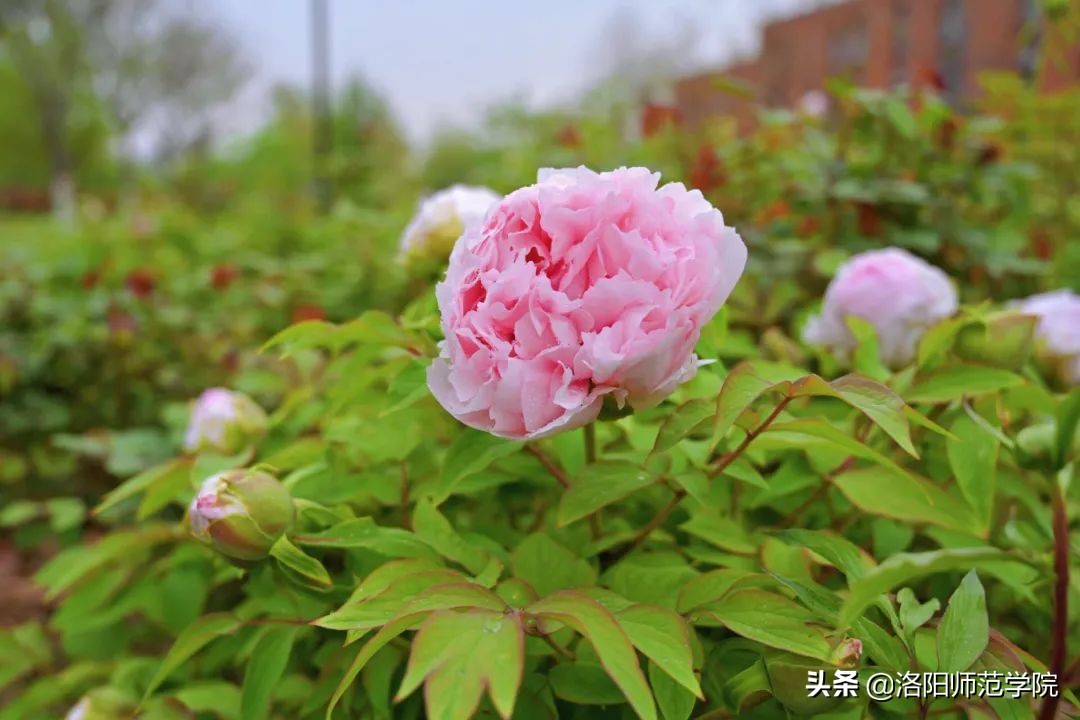 洛师好考吗,洛师最好的专业