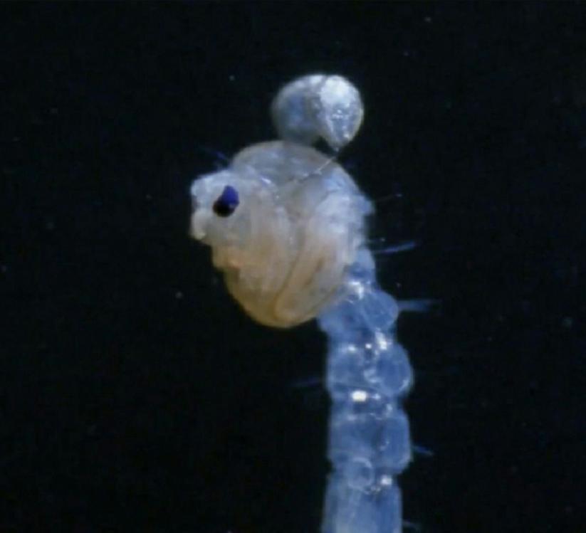 水蚯蚓多少块钱,捕蚯蚓违法吗