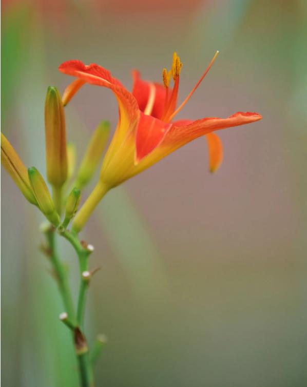 母亲节送康乃馨最合适吗,母亲节送康乃馨好吗