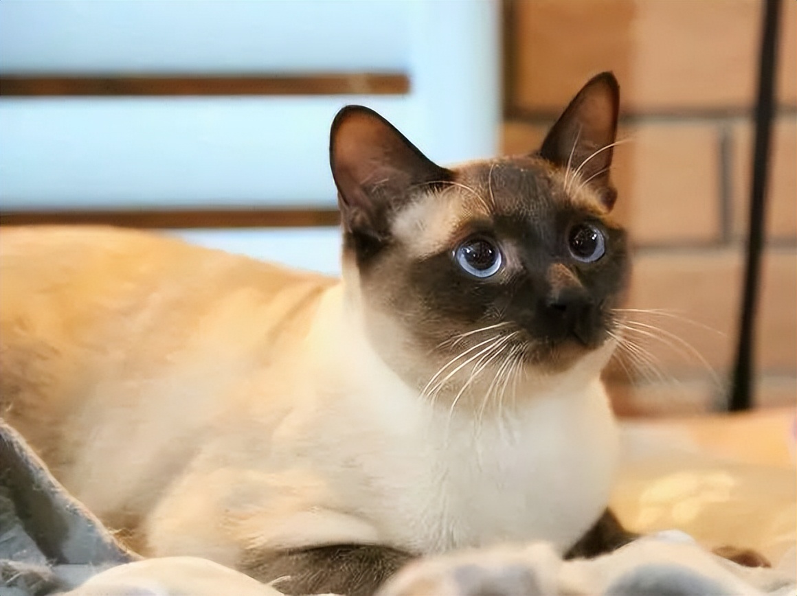 这5种猫堪称白眼狼养了也白养,新手最容易养的5种猫