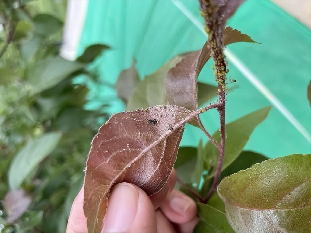 12月份园林绿化养护工作重点,元月份园林养护重点工作