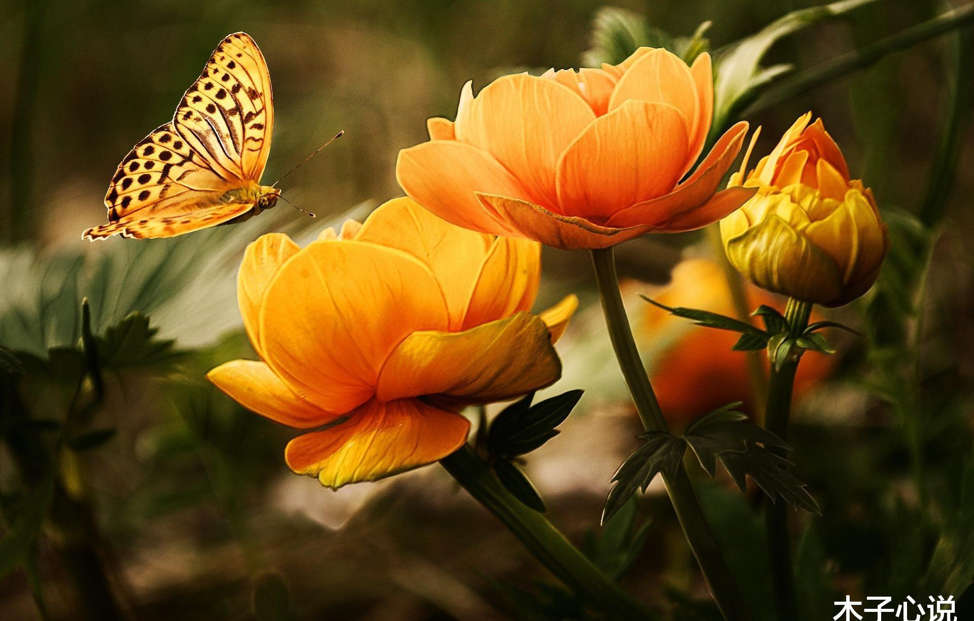 相依为命的两姐妹彻底决裂了,三友重逢结局