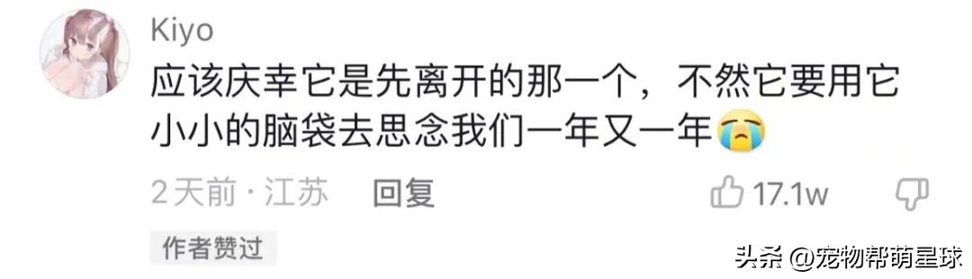 如果有一天，我的宠物不在了，怎么办？