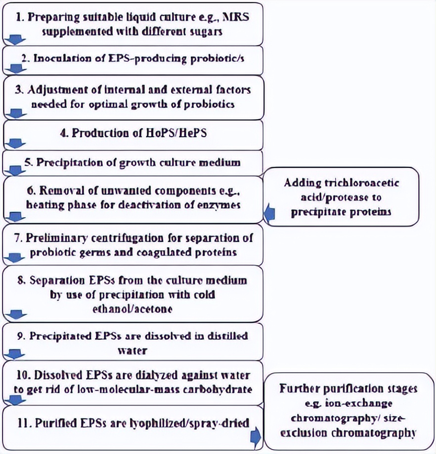 涔抽吀鑿岃優澶栧绯栫殑鐮旂┒杩涘睍,澶氱硸瀵逛钩閰歌弻鐩婄敓浣滅敤鐮旂┒杩涘睍