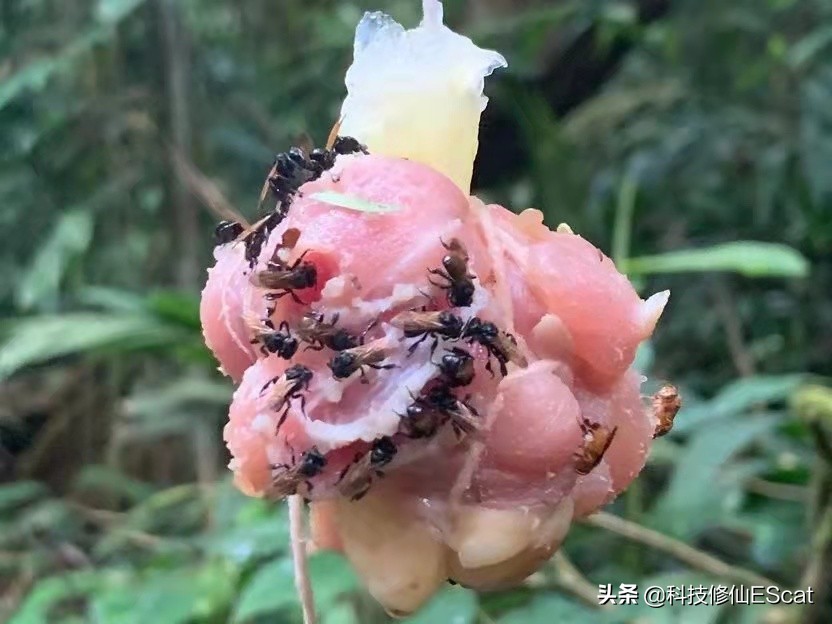 神奇！一种蜜蜂进化出咬肉的牙齿！蜜蜂改吃肉了？还有蜂蜜吃吗？