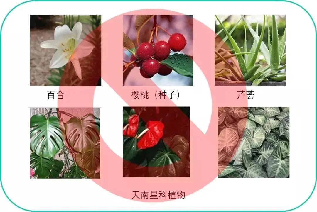 猫咪中毒了该怎么救,猫咪中毒怎么解救