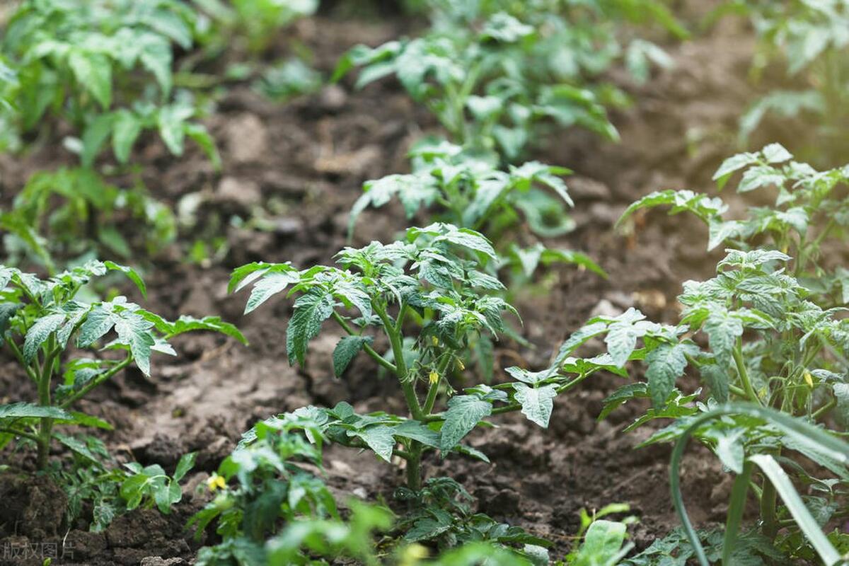 给番茄追肥，别光知道一个劲地用化肥，用这3种农家肥也是挺好的