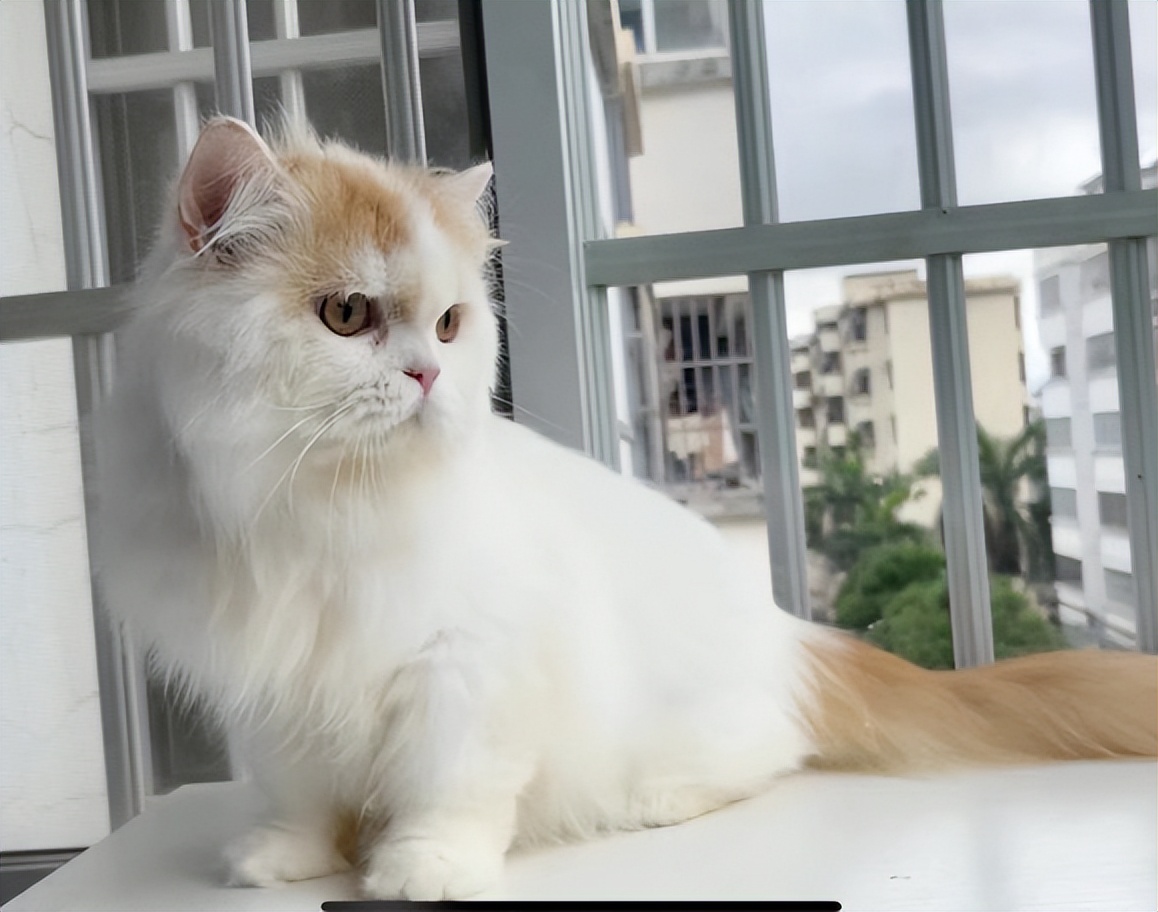 猫粮素力高金装区别,素力高猫粮无标可以买吗