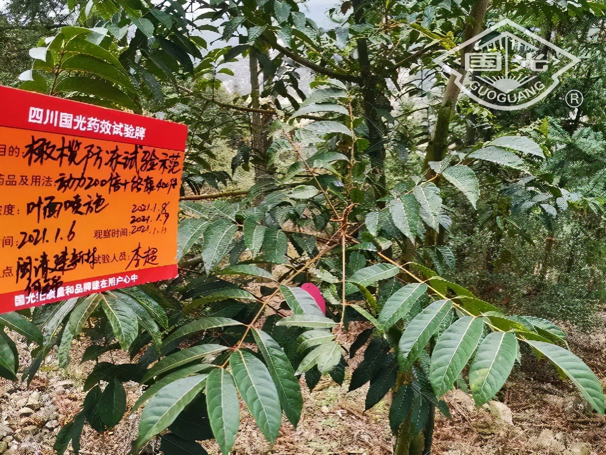 橄榄保暖,橄榄防冻害