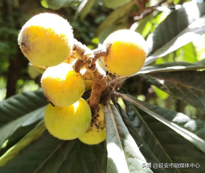 陕西宾馆迎来最佳观花赏景季节,陕西宾馆内景色