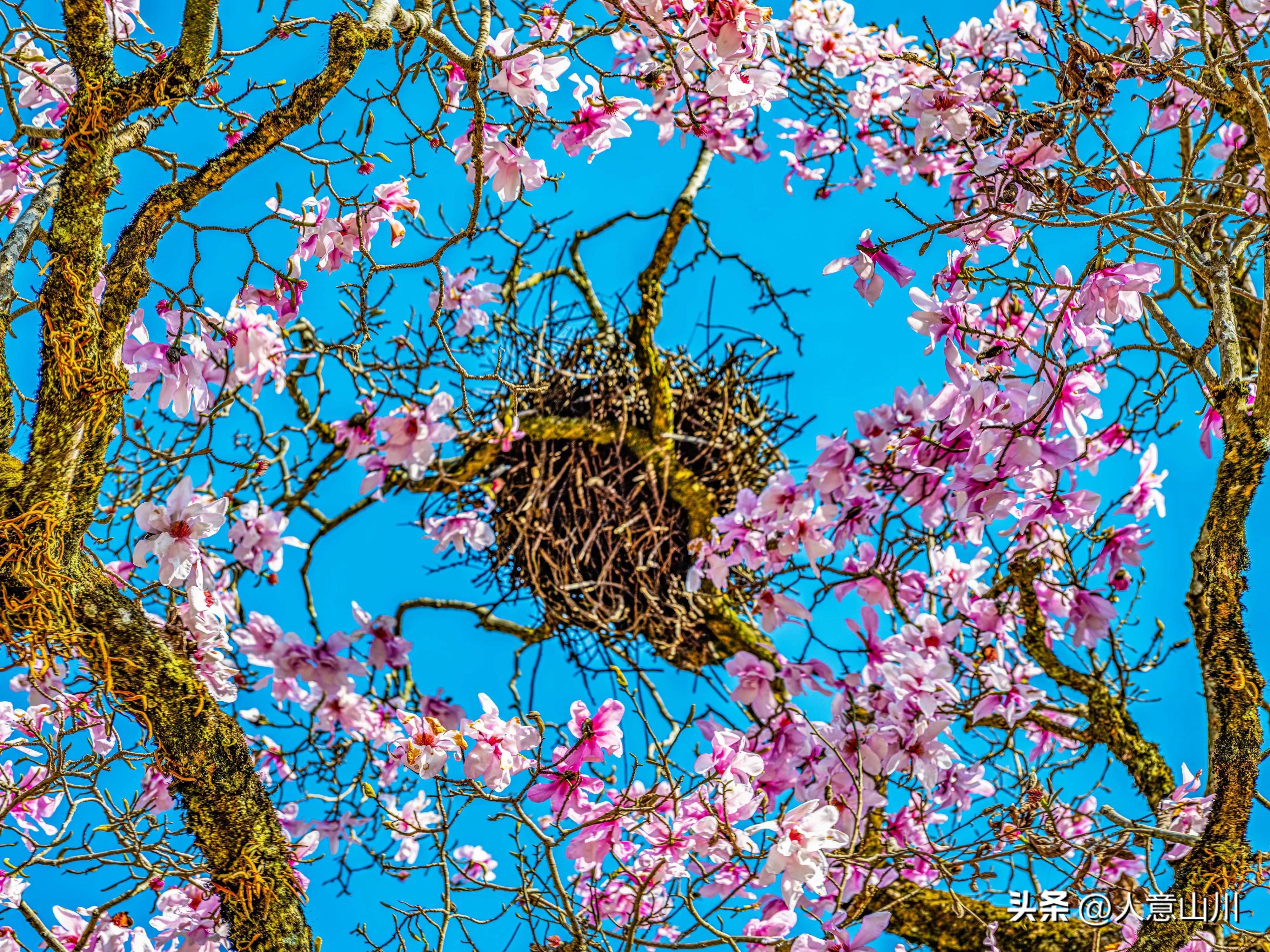 关于木兰花的故事,木兰花的故事