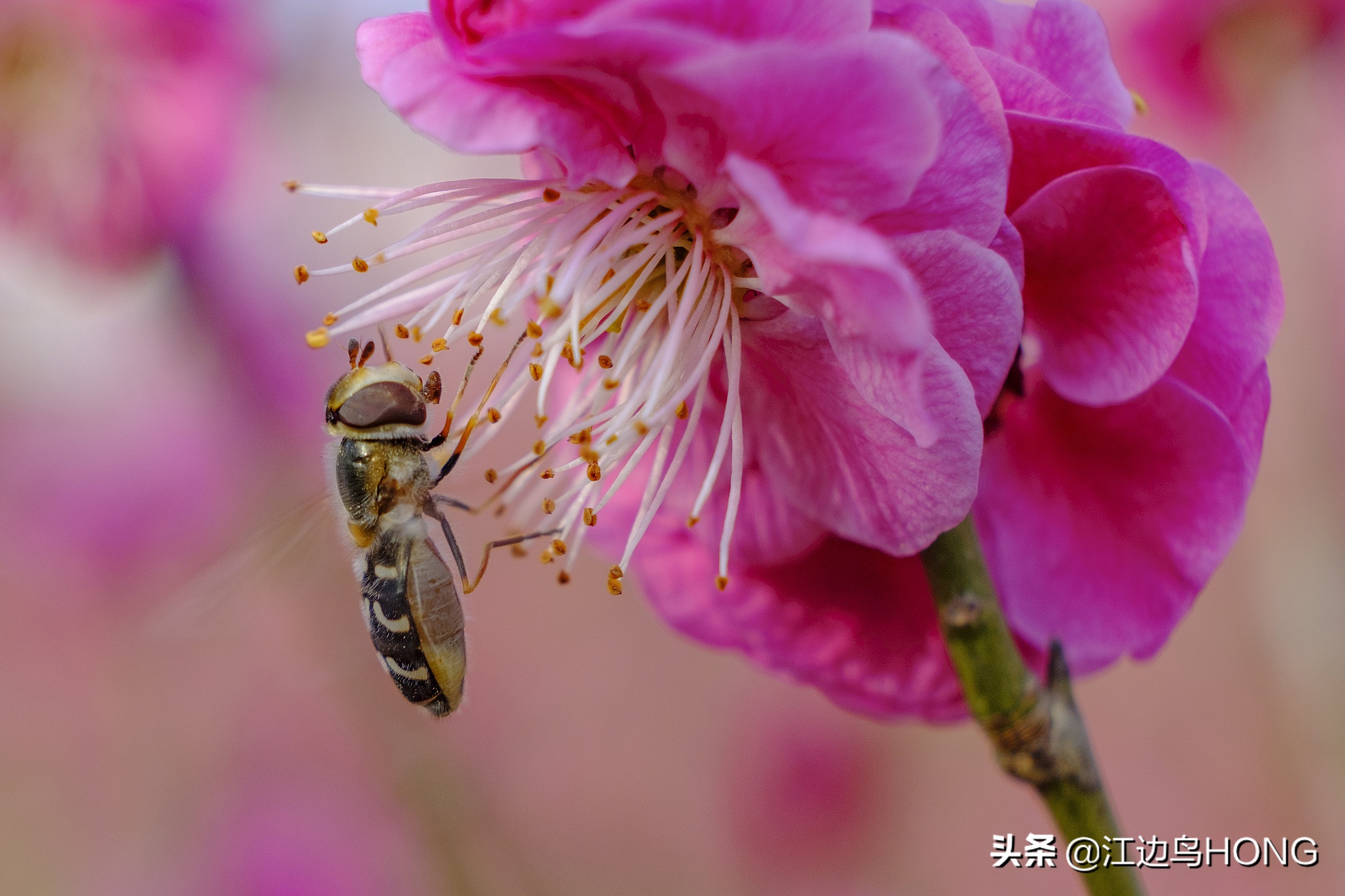 微距第一视角拍摄神器,拍微距最好的相机和镜头