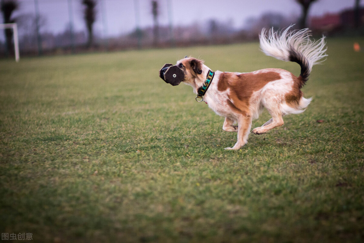 深圳怎么办理狗证,在深圳办理狗证要多少钱