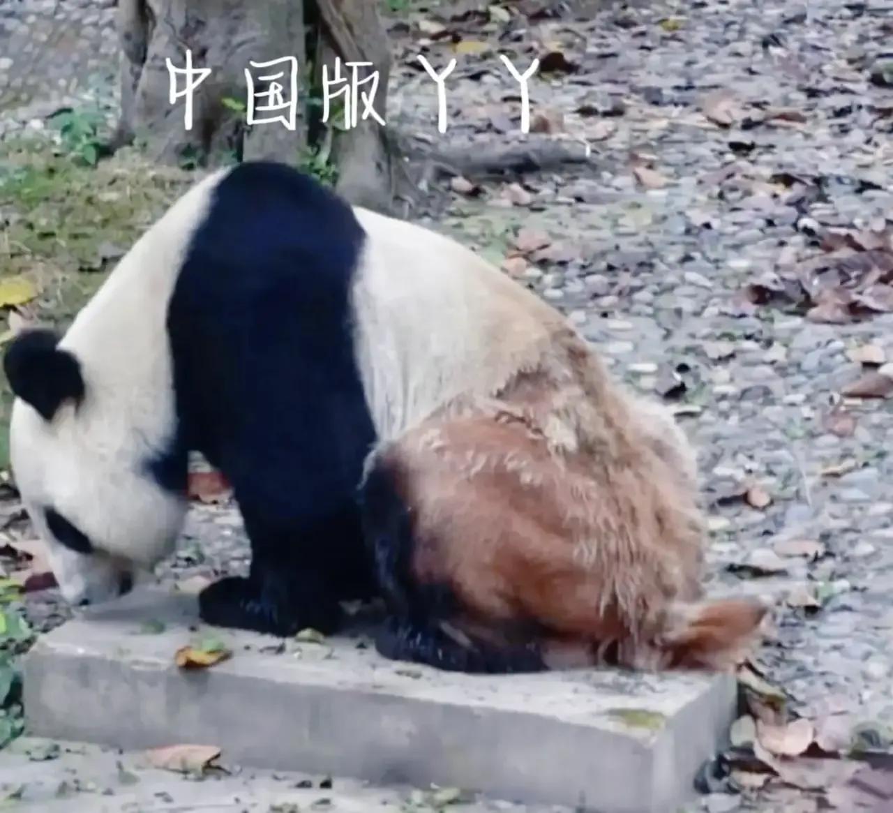 熊猫界几大家族,熊猫的种类有多少种