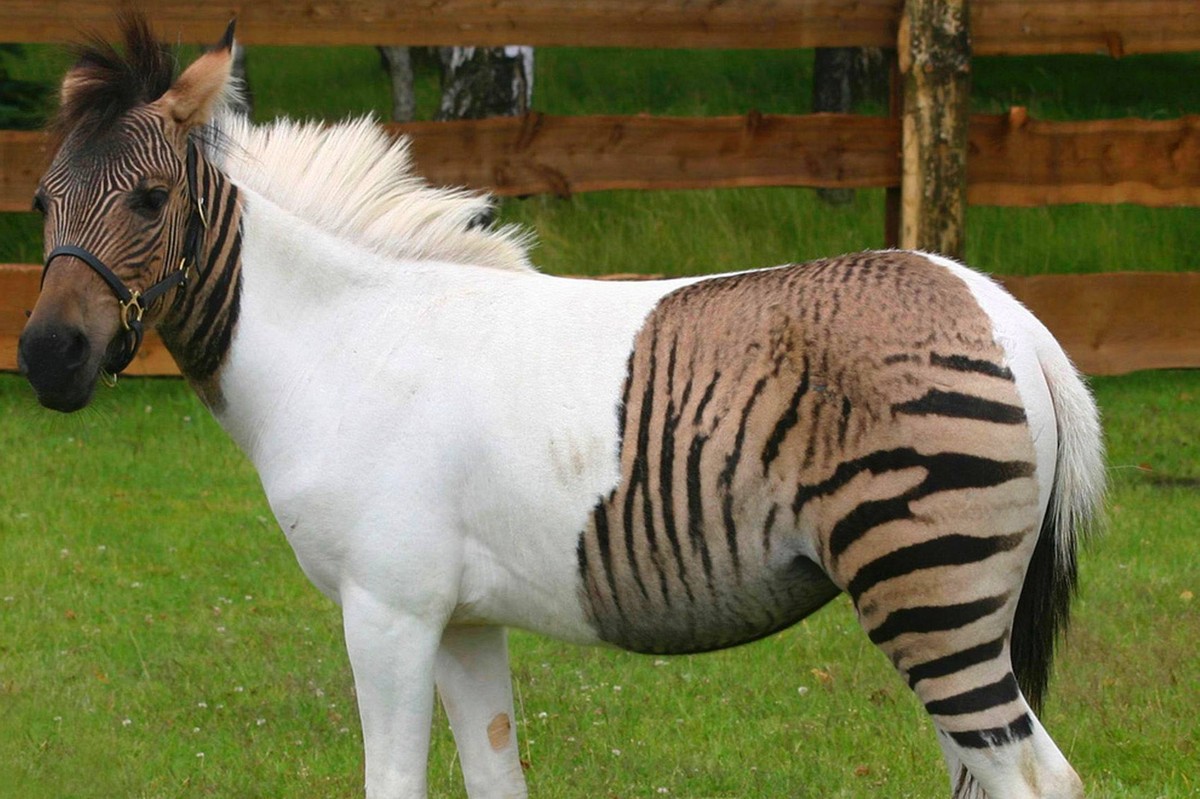 马和牛能够杂交吗,公马和母牛算杂交育种吗