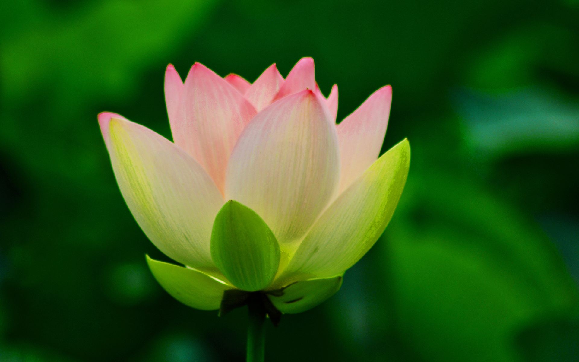 以物喻人作文五年级荷花,五年级作文夏天的荷花