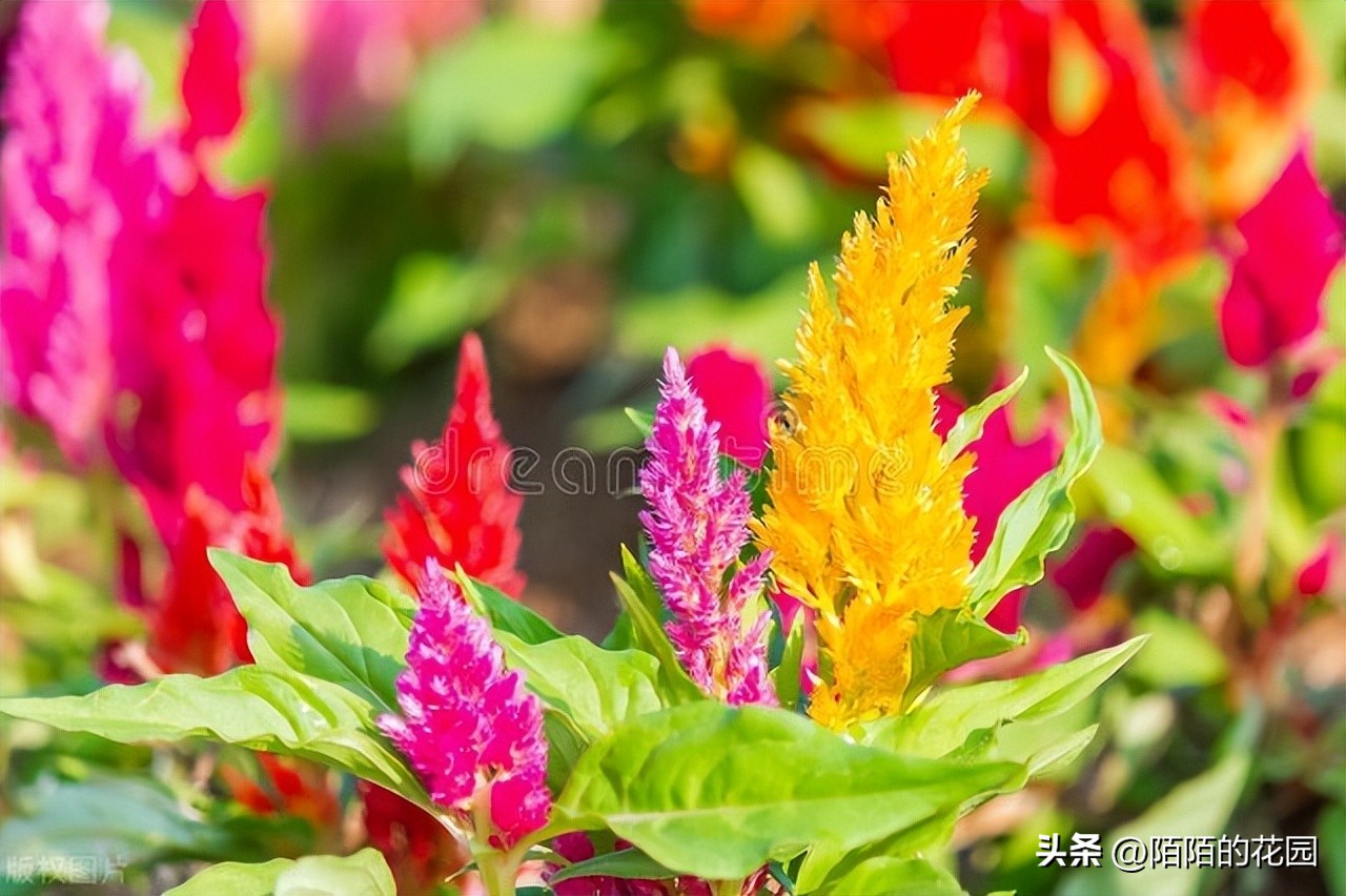 春节开花的庭院花卉,适合四季开花的庭院花卉