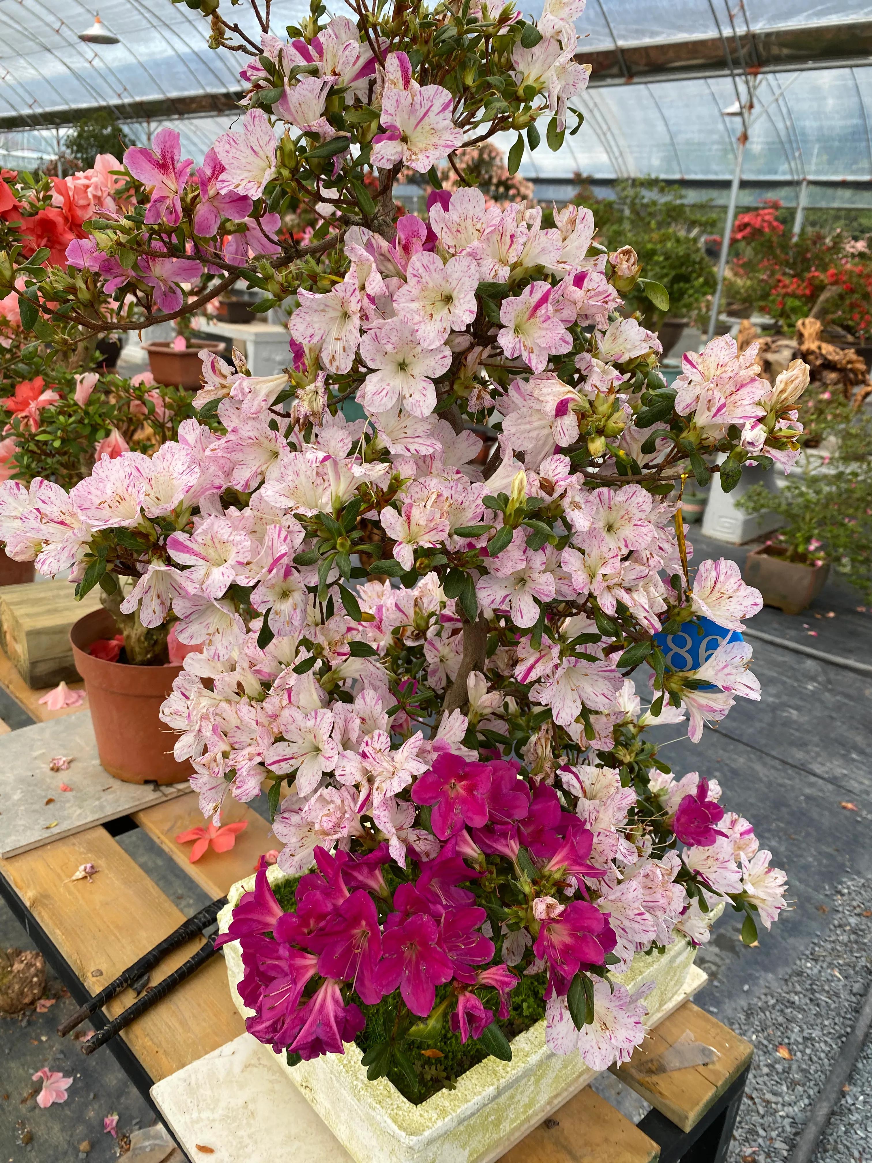 皋月杜鹃花图片大全,皋月杜鹃新品种视频