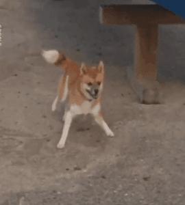 谷歌地图六条腿的狗,谷歌地图上发现的狗