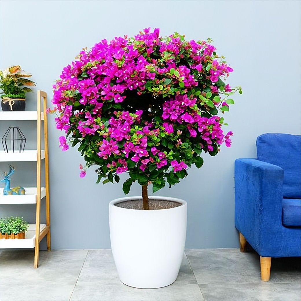 养花什么花是喜酸的,喜酸的花怎么养