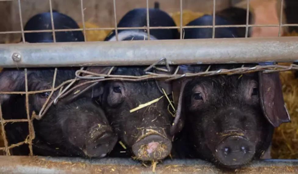 生态农场商业计划书范文,开心农场主的创业计划书