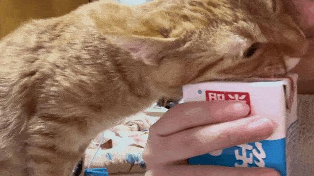 美甲店的猫咪,美甲店的可爱猫猫