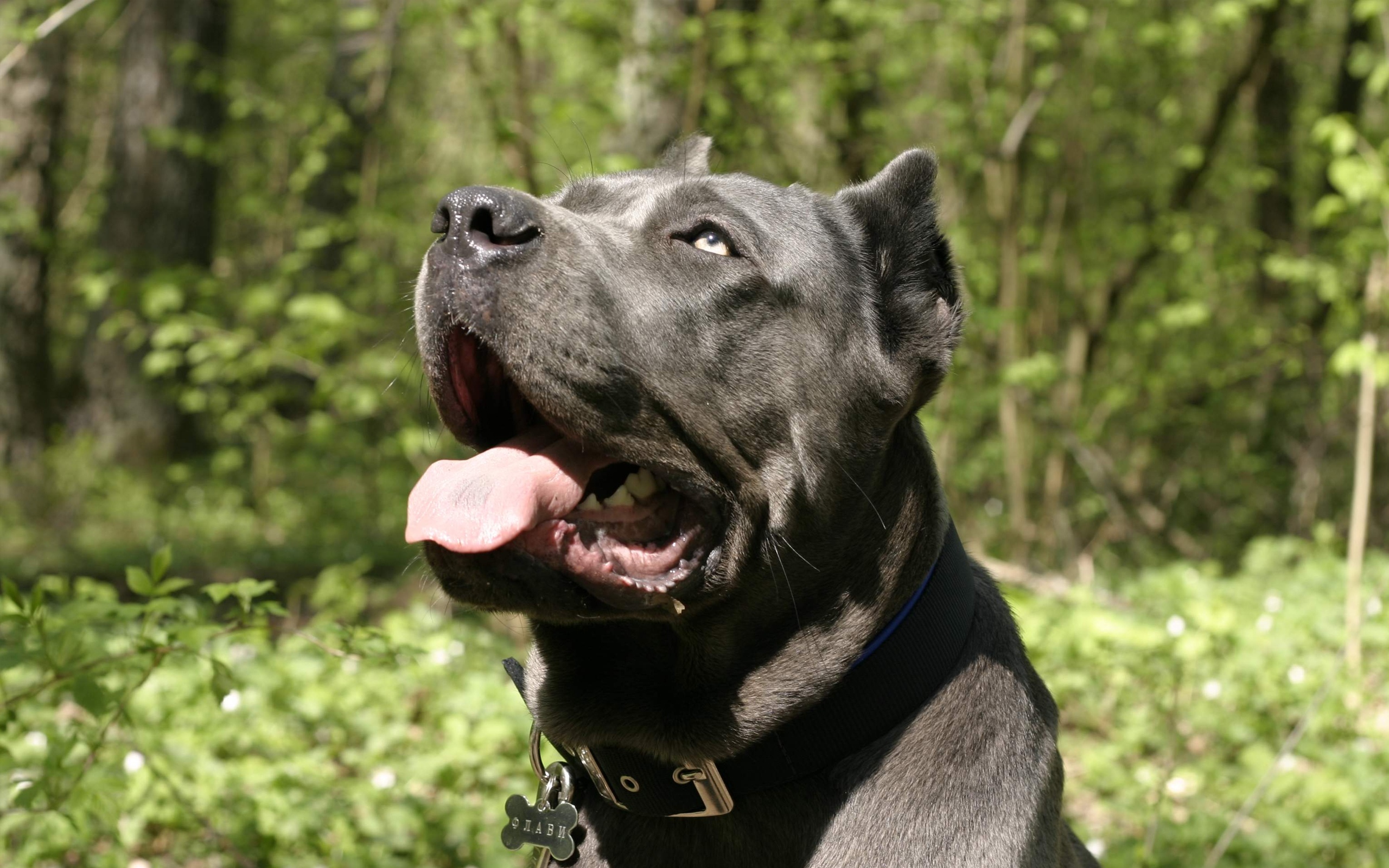 卡斯罗的饲养方法和注意事项,卡斯罗犬容易饲养吗易得病吗