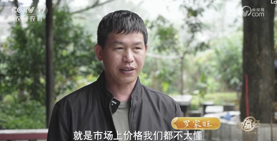 一根“树皮”引发的国际知名品牌