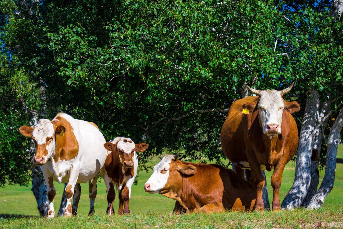 鐗涘墠鑳冨紱缂撴不鐤楀師鍒欐湁鍝簺,鐗涘墠鑳冨紱缂撹秺娌荤枟瓒婂樊涓哄暐