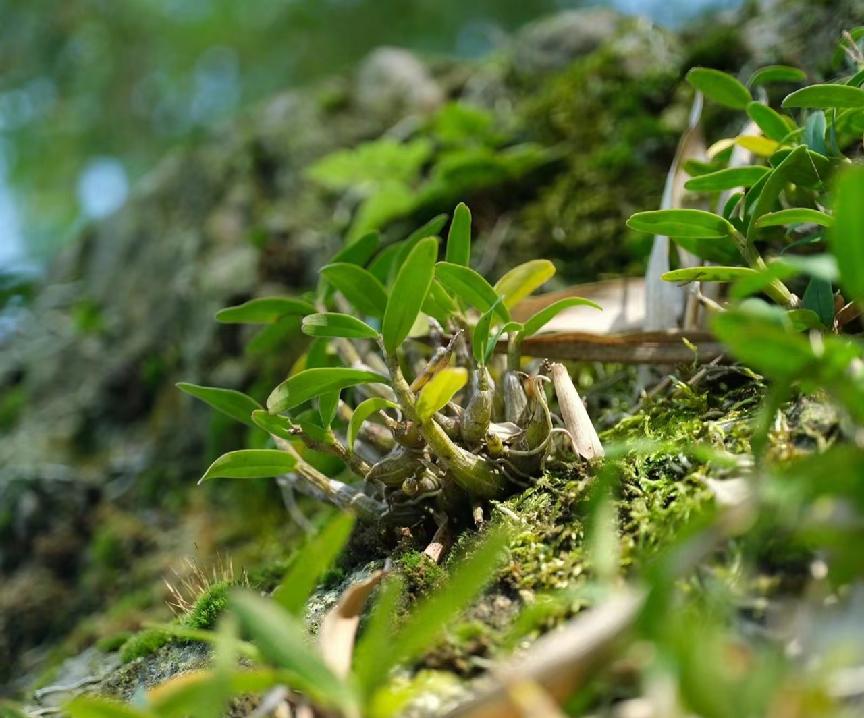 鲜的野生石斛多少一克,野生鲜石斛多少一克