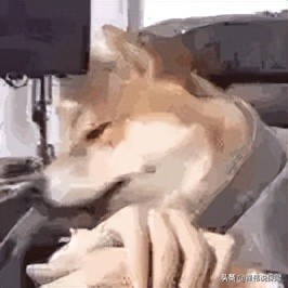 大厂出品必属精品,官方出品必属精品