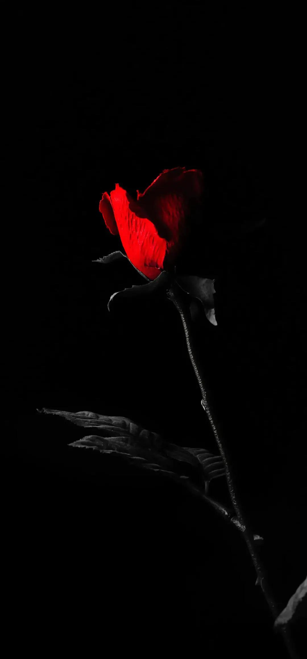 黑色壁纸和白色壁纸哪个省电,壁纸黑色超清4k手机壁纸