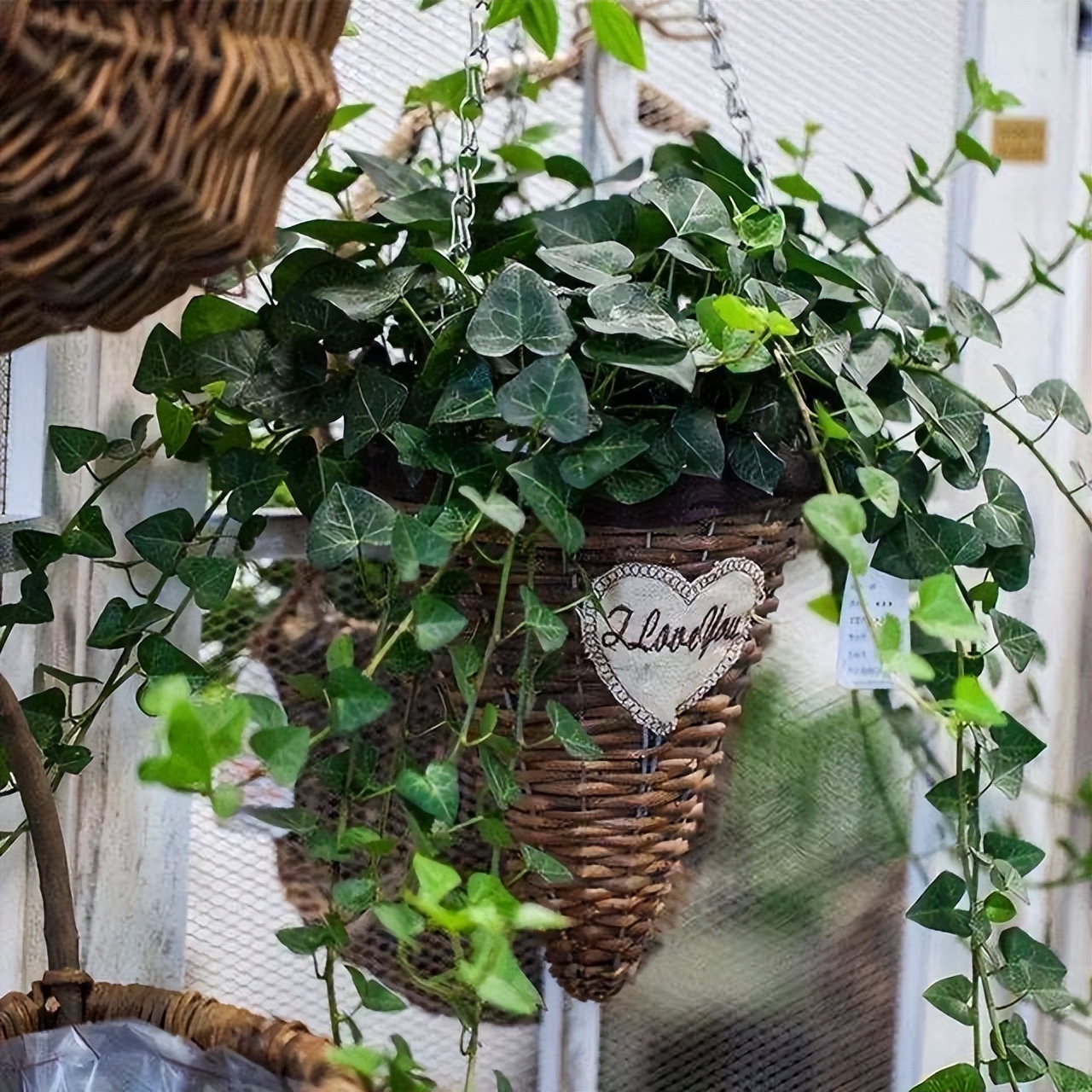 5种花漂亮又养人,5种花好养又漂亮