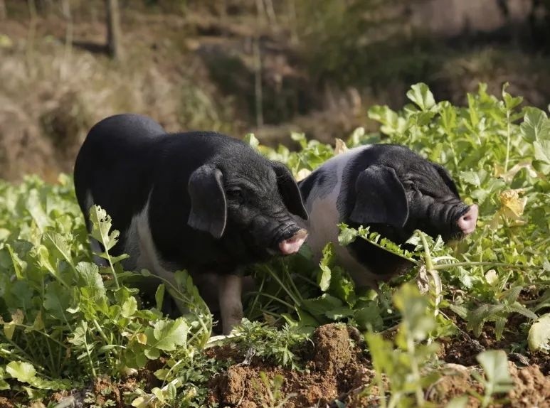 全国猪肉产地在哪里,最好吃的猪肉哪个部位排名前十名