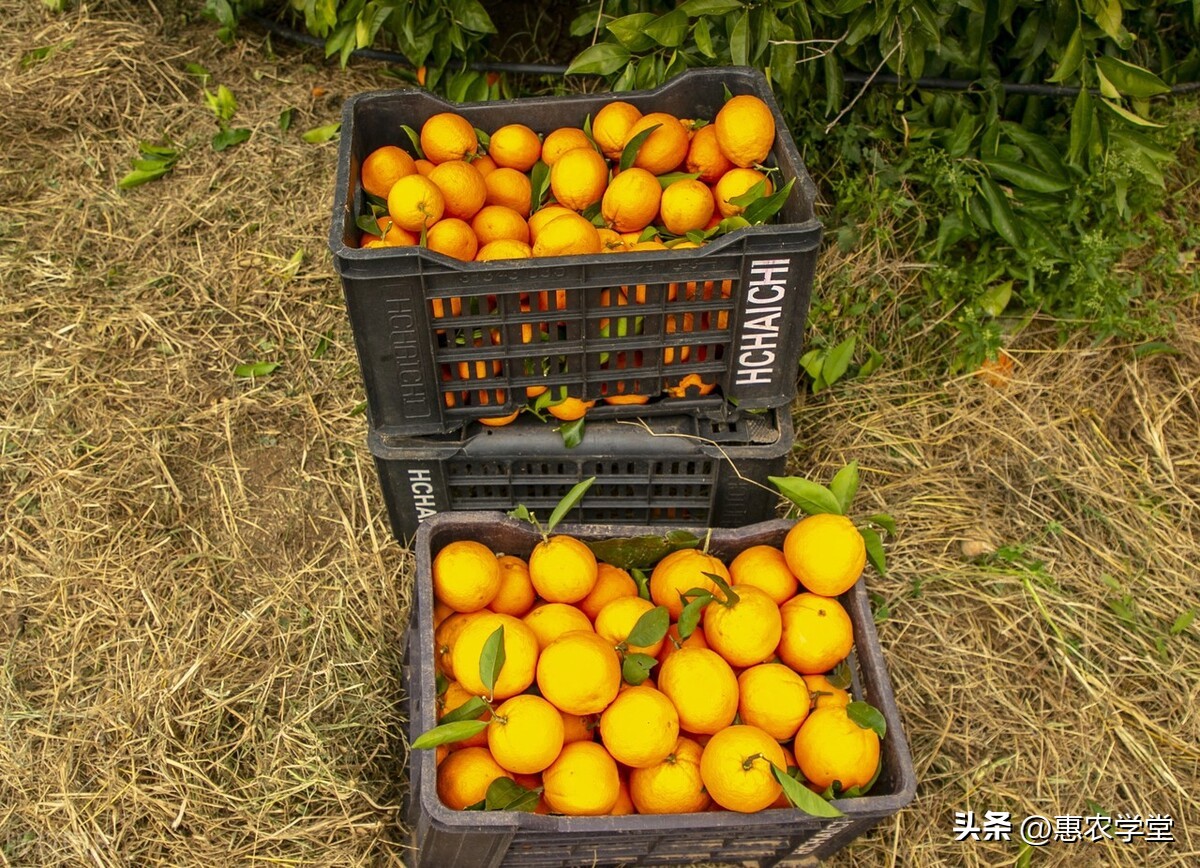 产地橙子价格,今天广西橙子批发价格