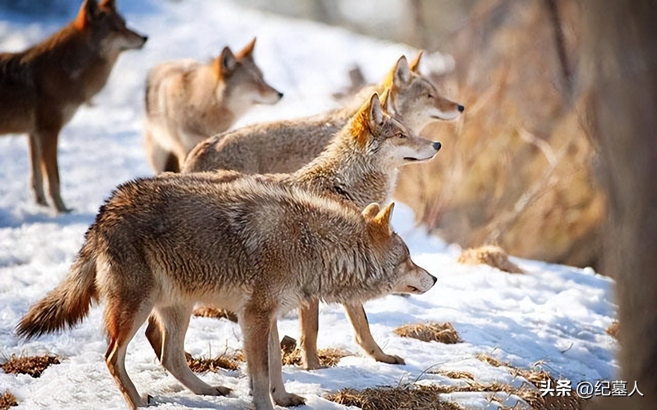 64年勘测队遭遇凶猛狼群，战士心软投喂食物，头狼带群狼前来报恩