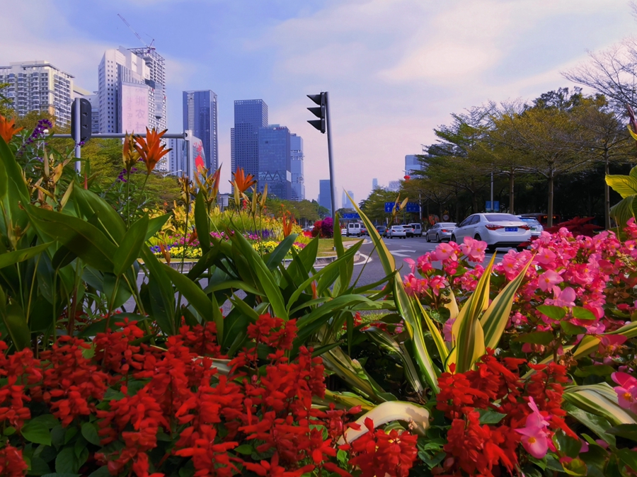 深圳成功打造世界著名花城,深圳打造国际花园城市