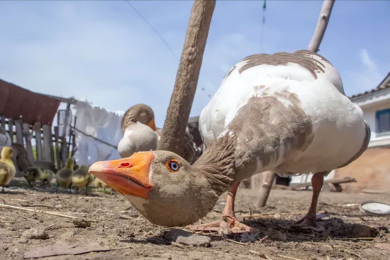 鹅粪便为什么能杀死蛇,大鹅的粪便能杀蛇吗