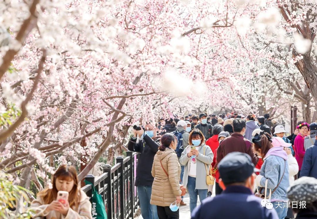 天津桃花堤桃花花期多长时间,天津运河桃花节时间表