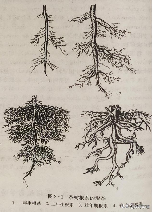为什么茶树的南比北多,茶树生长的原因有哪些