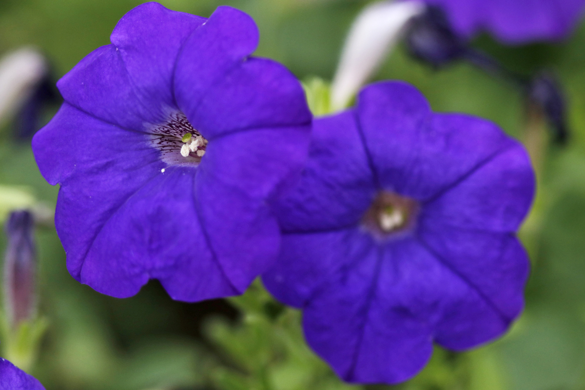 孔融几次让梨,北海太守孔融