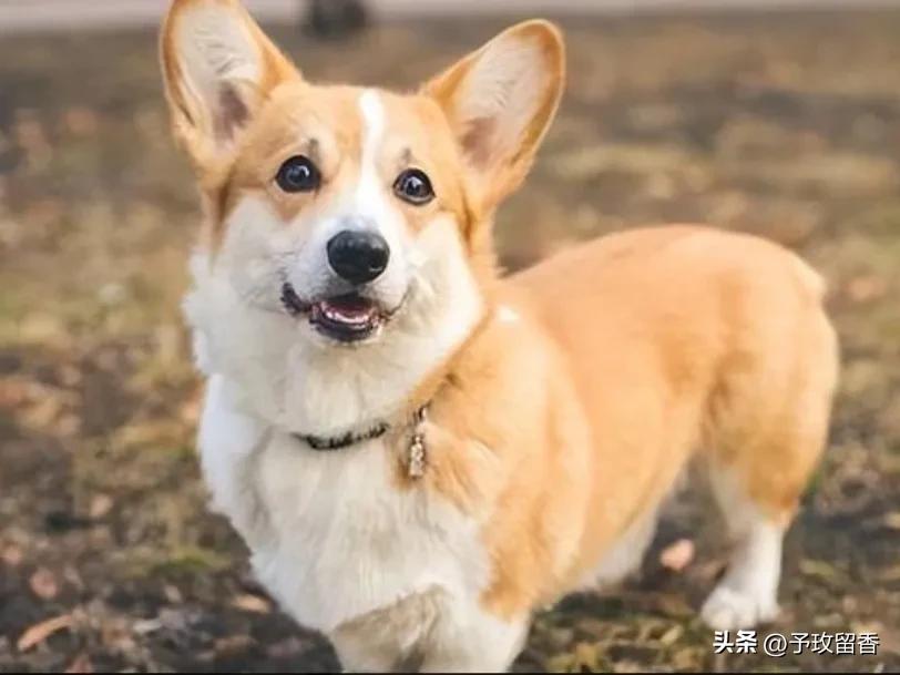 狗的种类常见宠物狗的品种及特点,宠物狗种类及特点