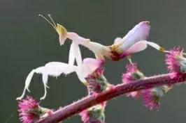 螳螂吃掉自己丈夫的头,螳螂为什么吃掉配偶螳螂吃蛇