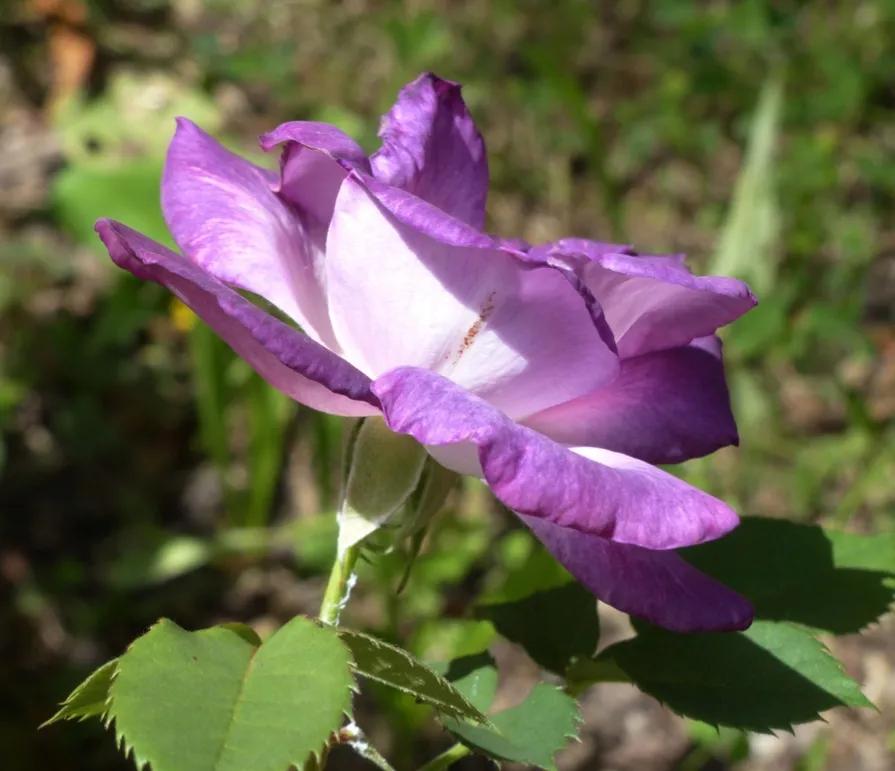 蓝色梦想树月季,蓝色梦想与什么蓝月季一样