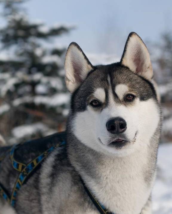 哈士奇拆家怎么制止它咬人,哈士奇疯狂拆家