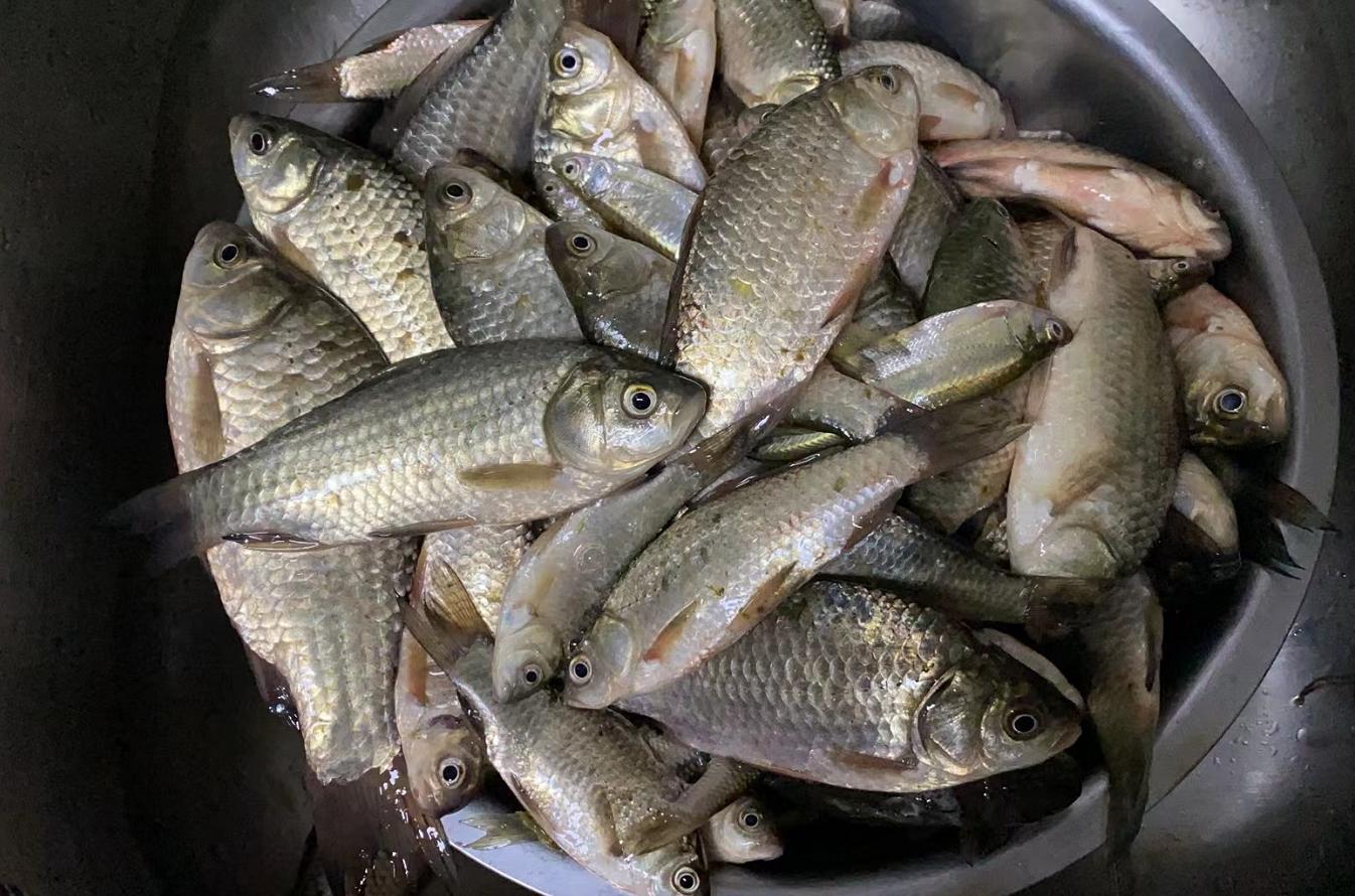 钓友钓的怪鱼,钓起来的怪鱼