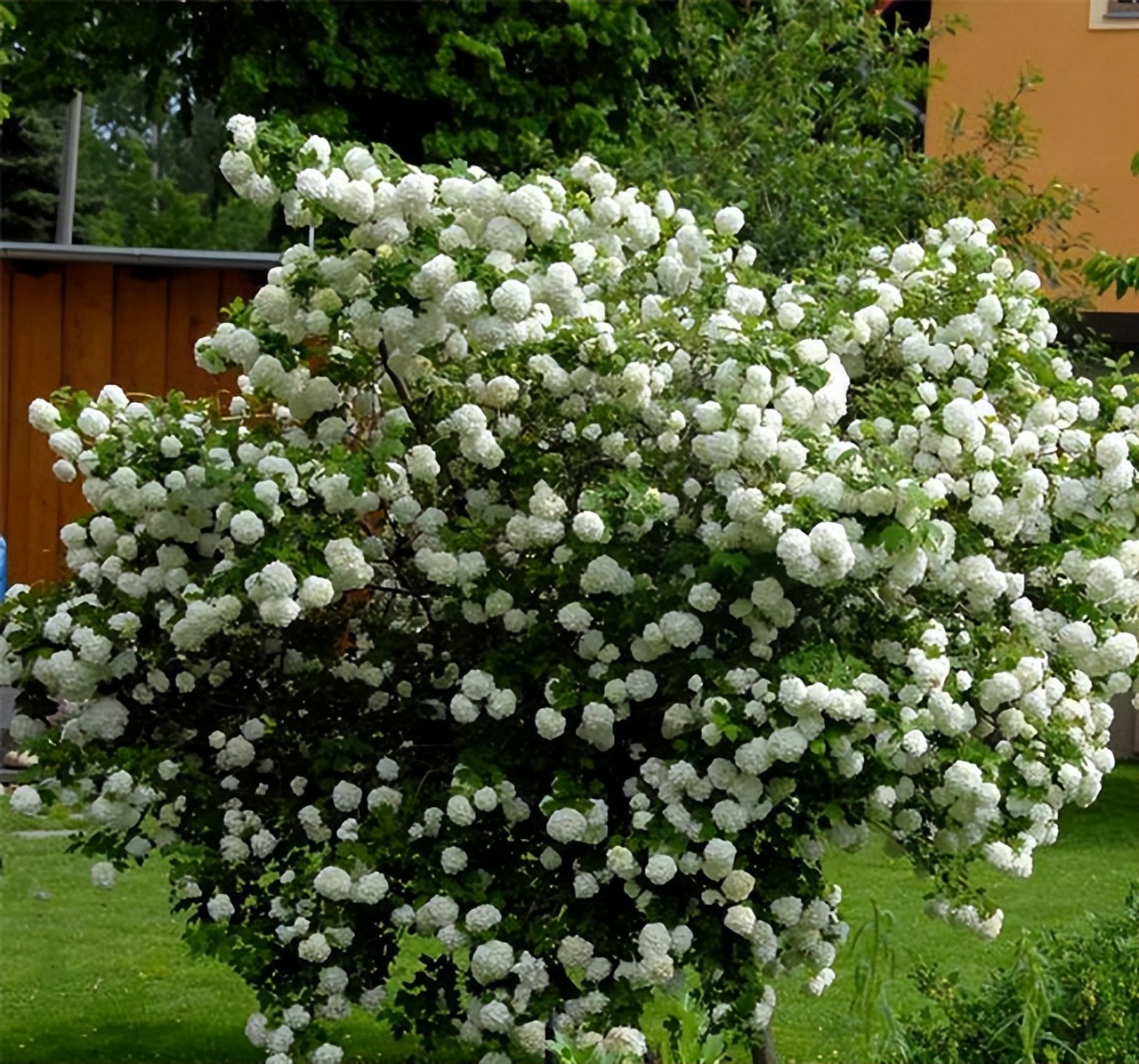 适合家里养的名贵树种,家种柿子树不富也得富