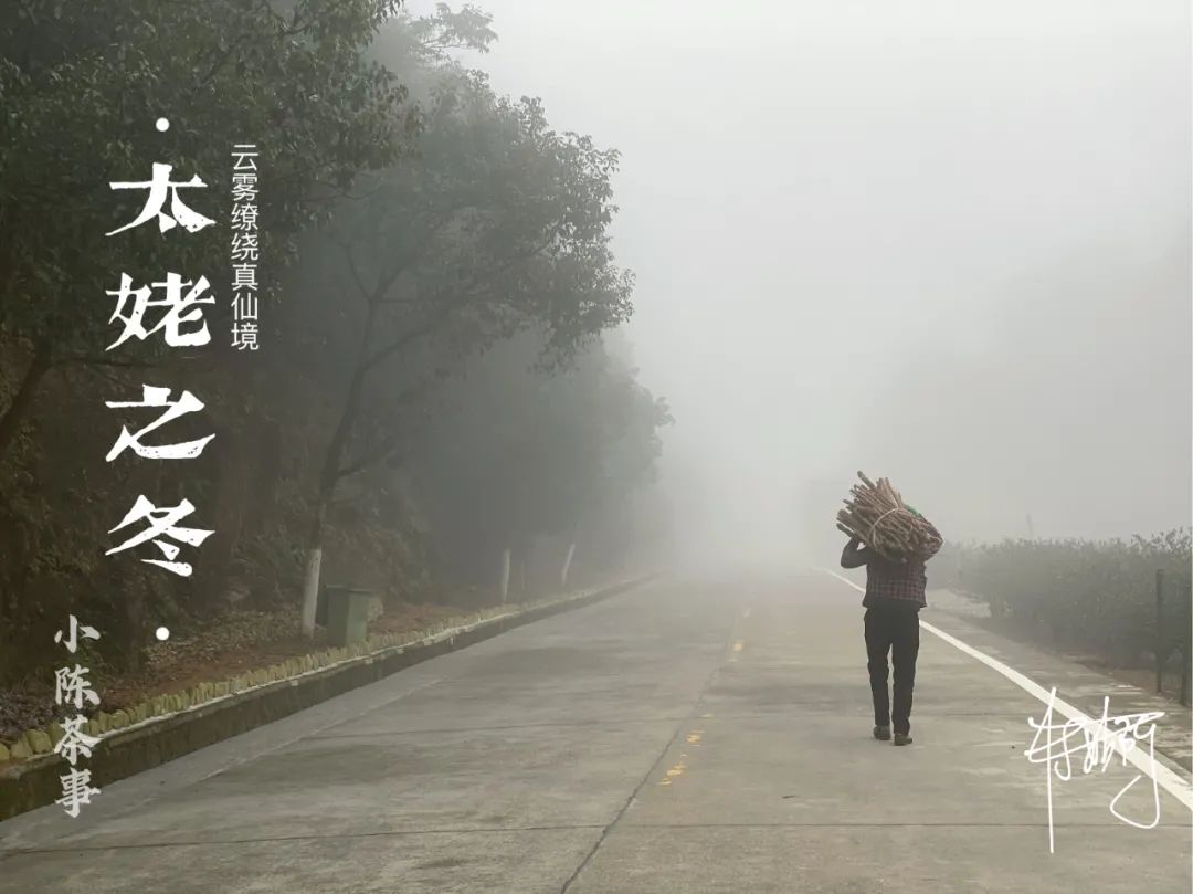 老白茶电陶炉怎么煮,夏天电陶炉煮什么茶好喝呢