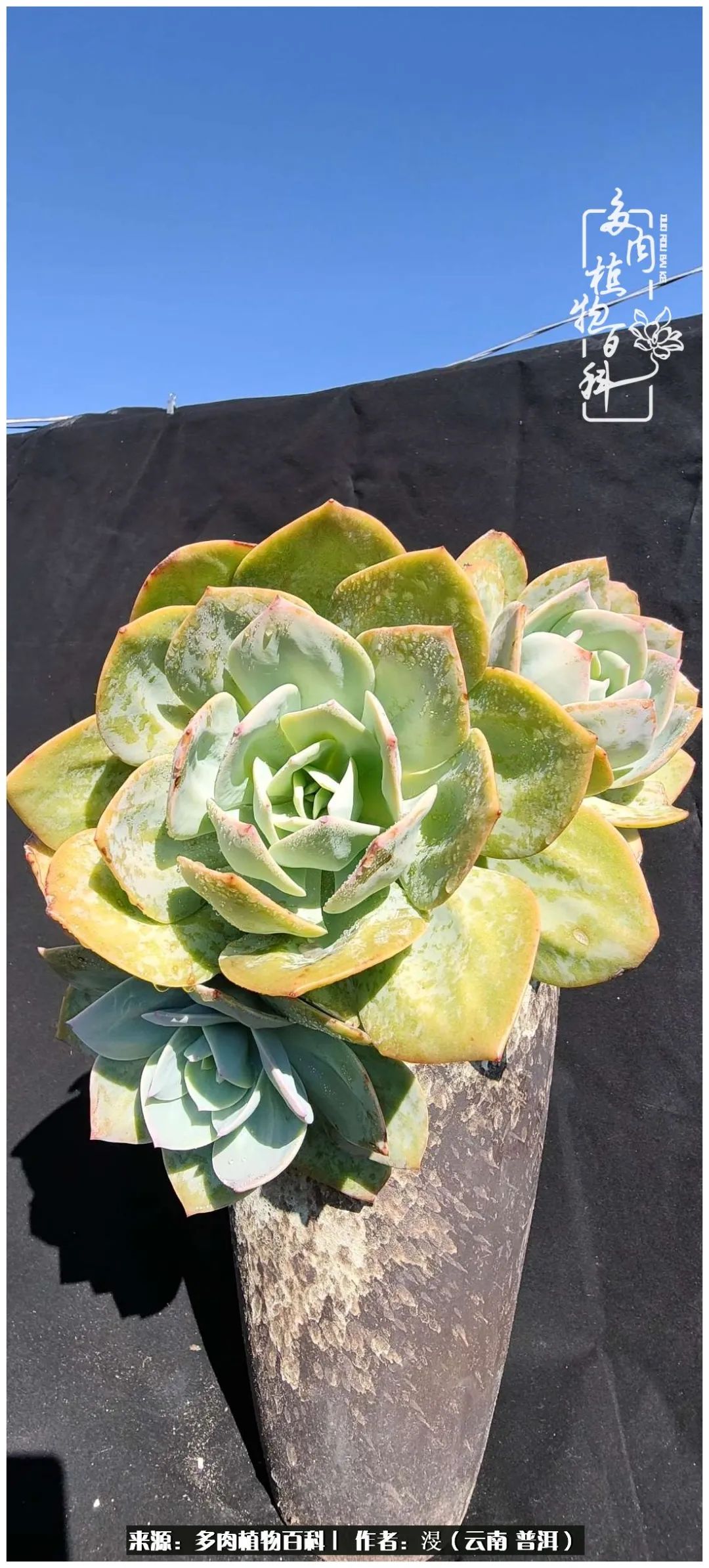 云南的冬天没有云！养肉七年，不谈得失，只论陪伴！