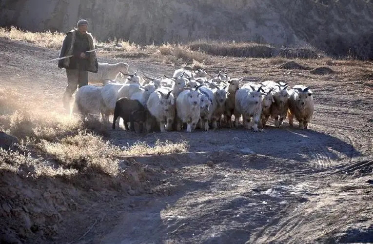 山西老农发现凤凰,山西老农发现2只凤凰精心养4年